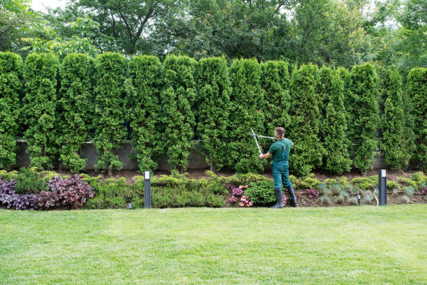 Best Tree Mulching  in Lake Placid, NY