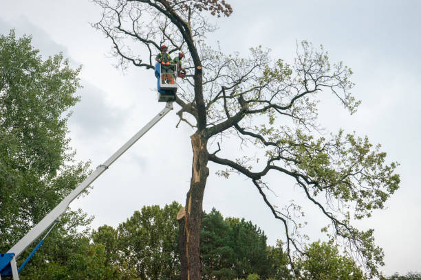Best Arborist Consultation Services  in Lake Placid, NY